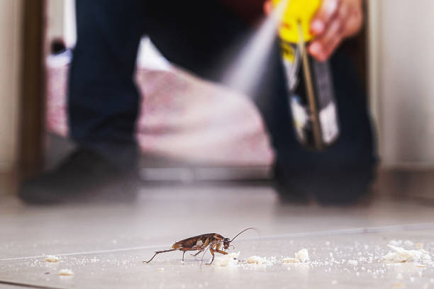 Best Flea Control Services  in Glen Dale, WV